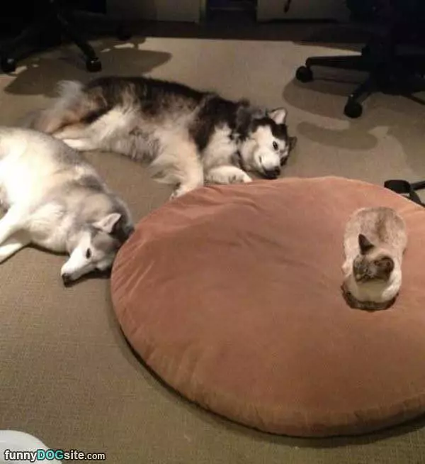 Cat Stole Our Bed