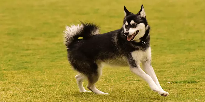 Alaskan Klee Kai playing