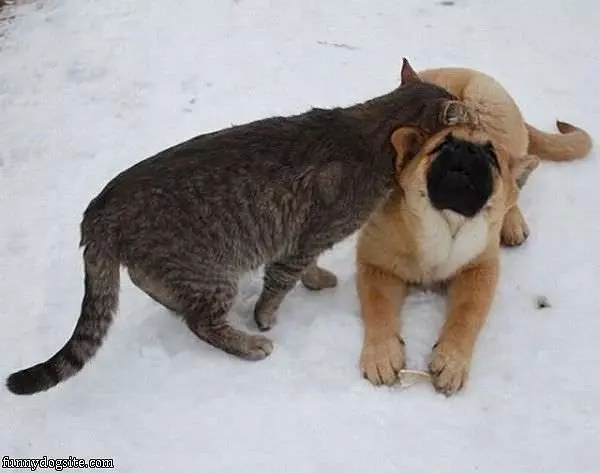 Good Buddies