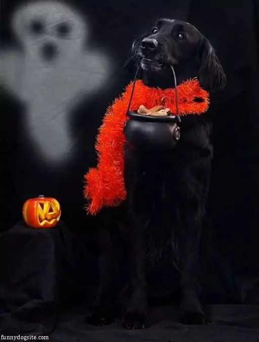 Trick Or Treat