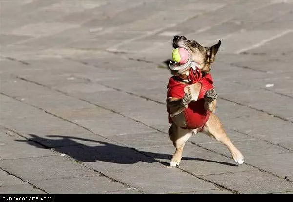 Catch Dog
