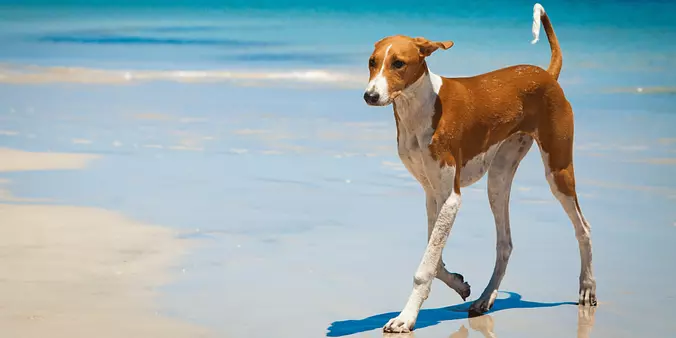 Azawakh on the beach