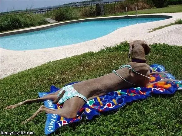 Bikini Dog