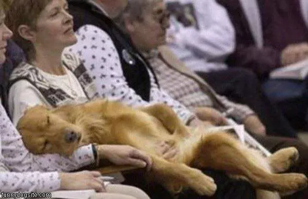 Nap Dog