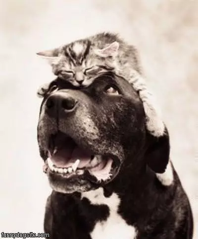 Cat On My Head