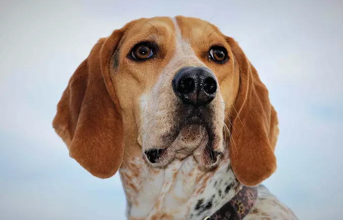 American English Coonhound dog