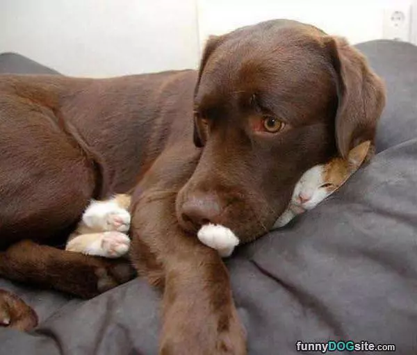 I Has A Pillow