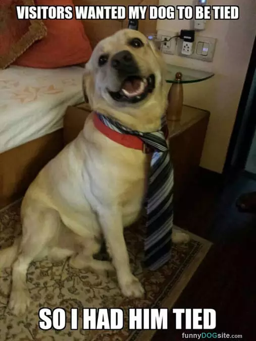 Had Him Tied