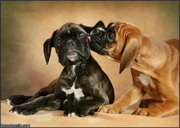 Kisses