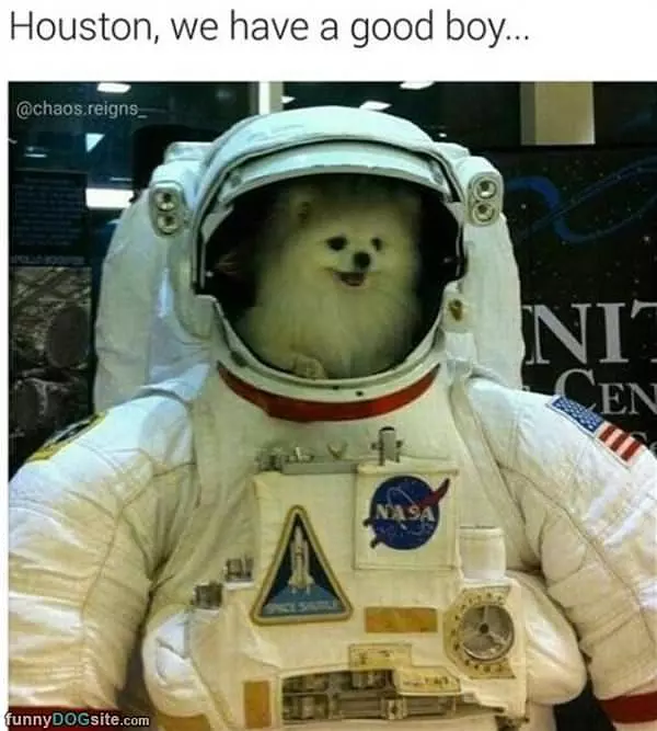 Houston We Have A Good Boy