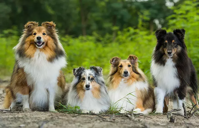 Shetland Sheepdog family