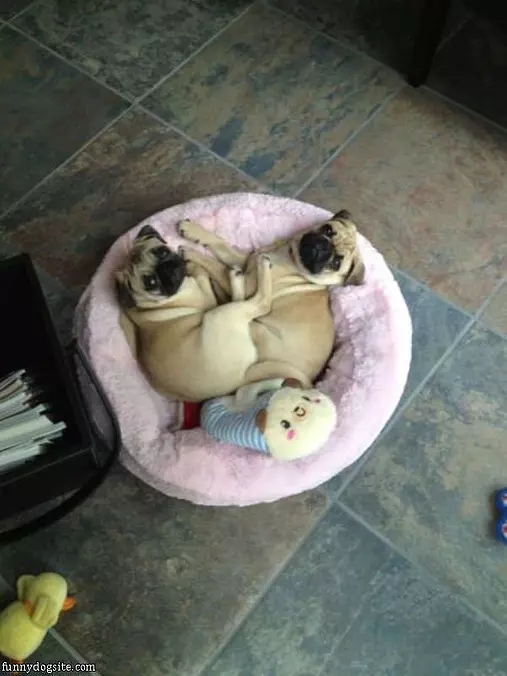 Pug Love