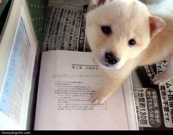Reading Dog