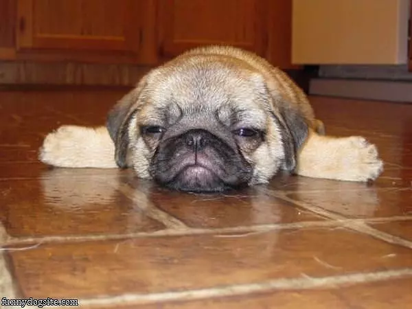This Dog Is So Pooped