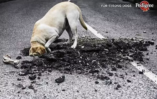 For Strong Dogs