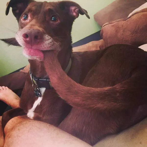 Got My Tail