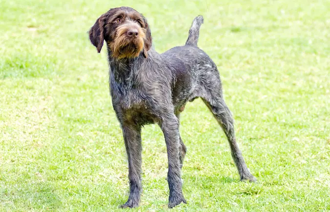 Brown German Longhaired Poi...