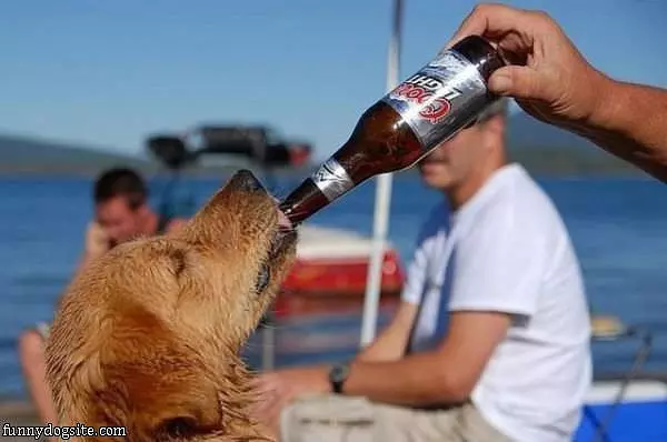 Coors Light Dog