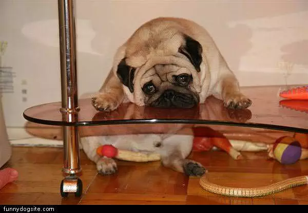 Dog Is Trapped