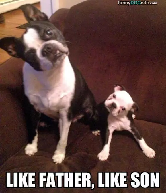 Like Father Like Son