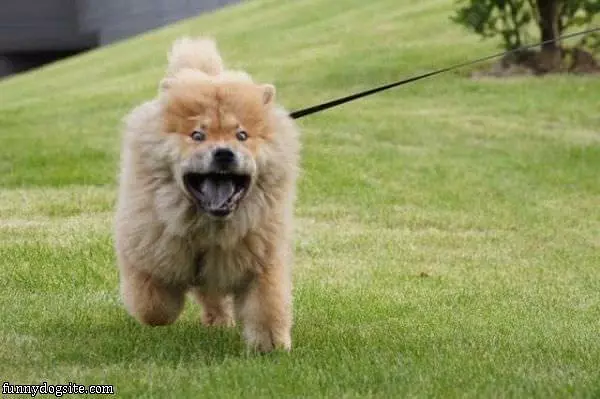 Rawrrrrrr Face