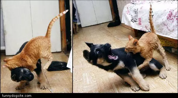 Cat Vs Dog