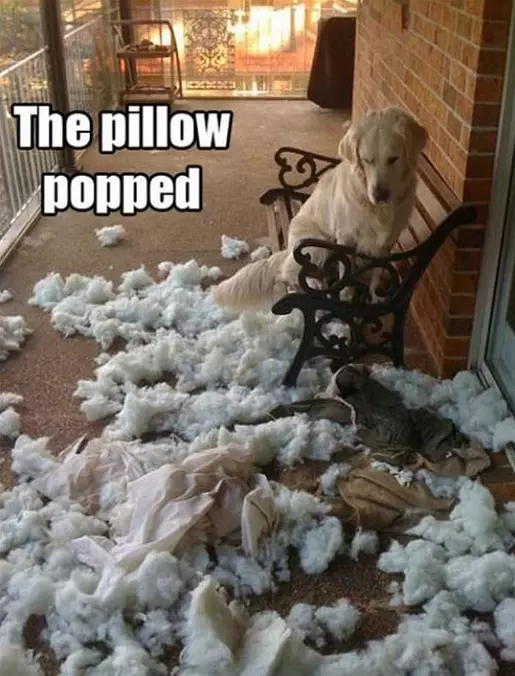 The Pillow Popped