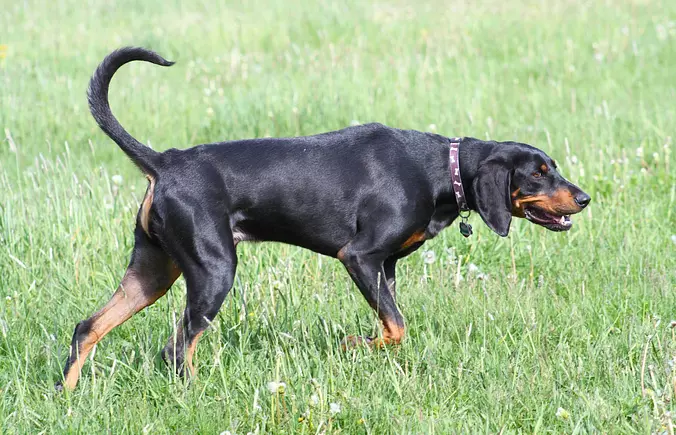 Black and Tan Coonhound