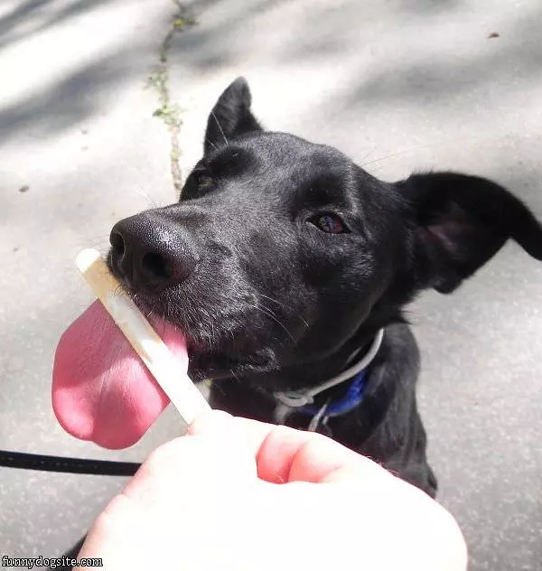 Yummy Ice Cream