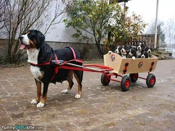 Pulling My Puppies