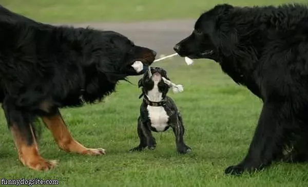 Tug Of War