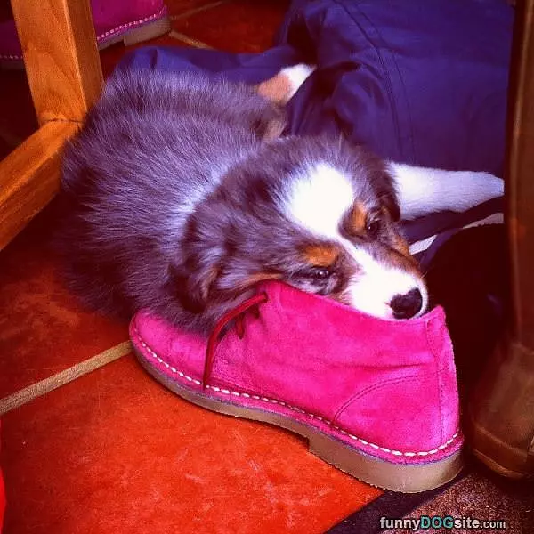 Face In The Shoe
