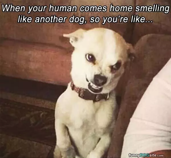 This Dogs Face