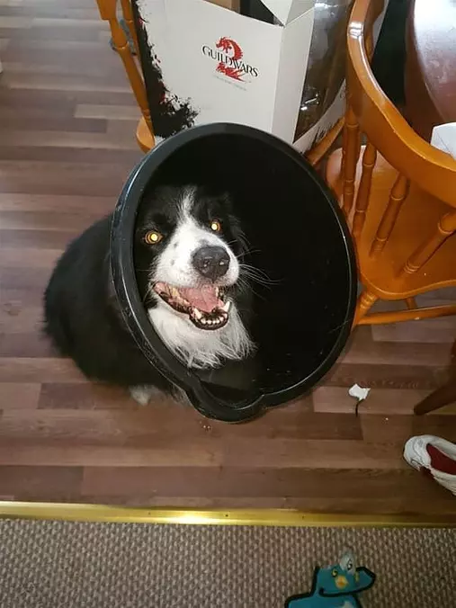 I Has A Can
