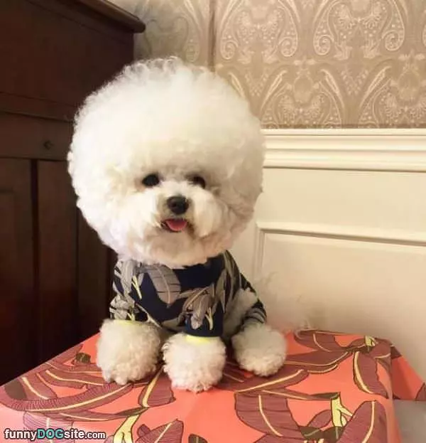 The Afro Dog