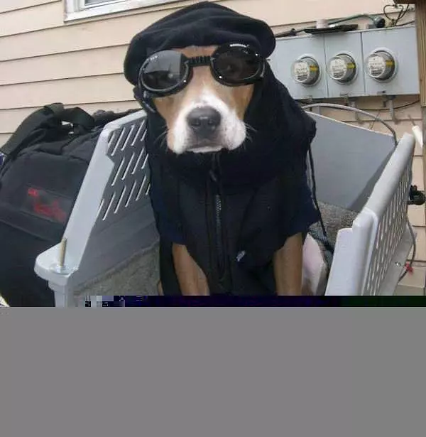 Bike Dog