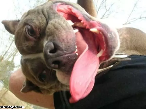 Super Happy Dog
