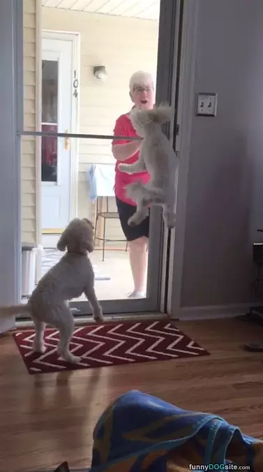Jumping For Joy