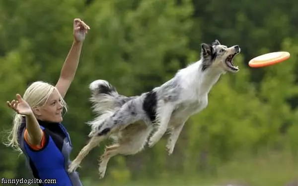 Launching For Frisbee
