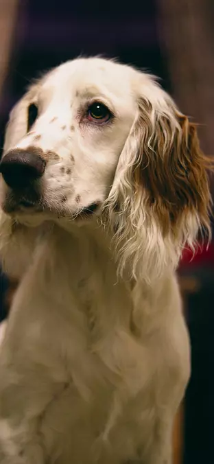 English Setter