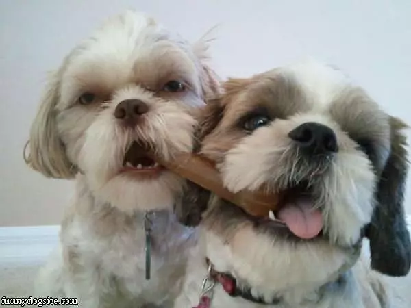 Sharing Our Bone