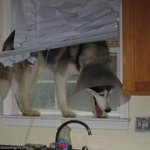 Let Me Out Of This Thing