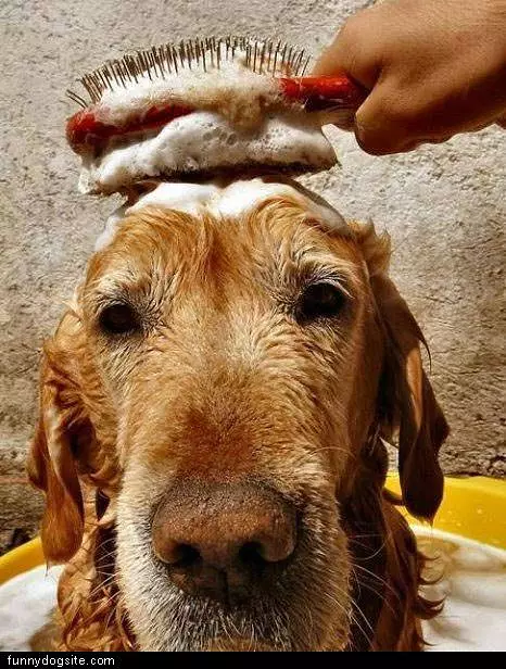 Scrub A Dub