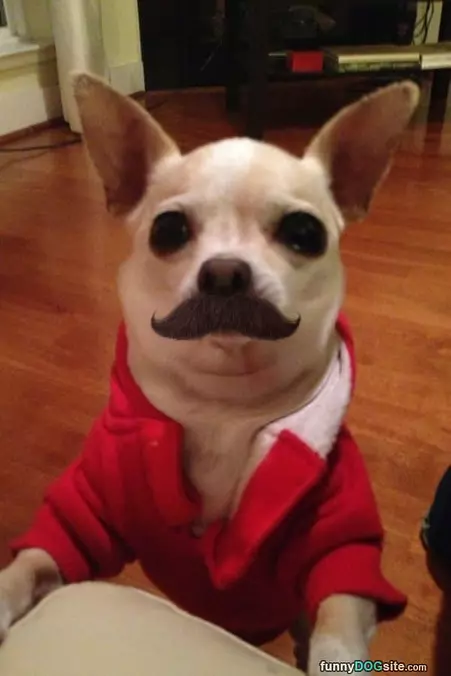 Senor