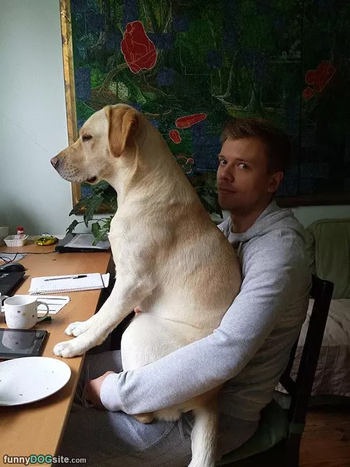 My Lap Dog