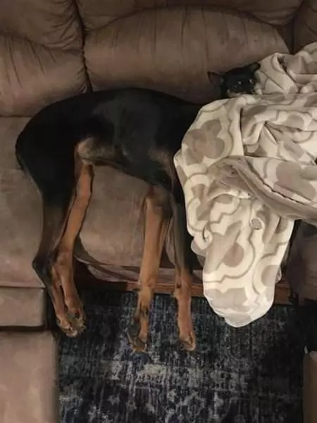 This Couch Is Awesome
