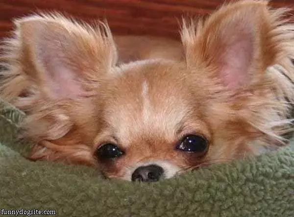 Tired Morning