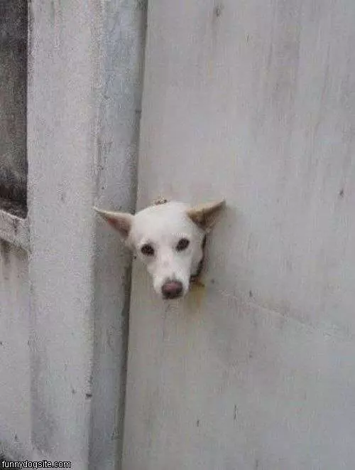 Let Me Out