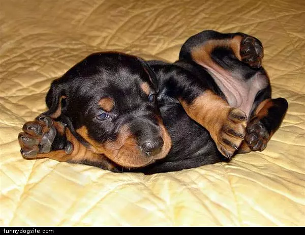 Relaxed Puppy