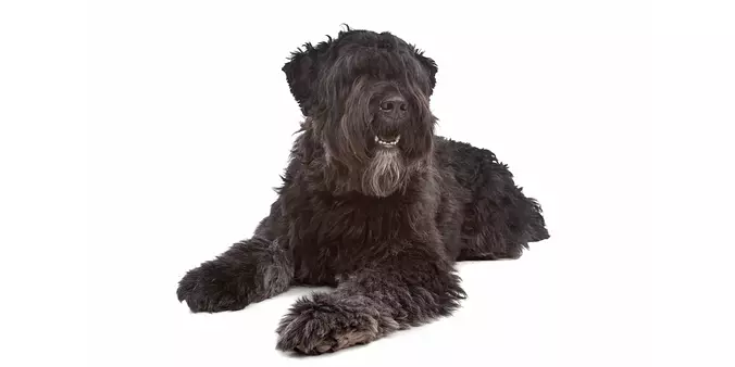 Bouvier des Flandres cover 2